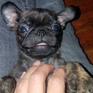 Meet your Posher, Brandy